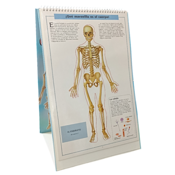 EL INCREIBLE CUERPO HUMANO EN LAMINAS - Image 4